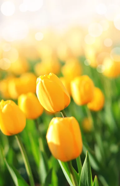Lindas flores de primavera — Fotografia de Stock
