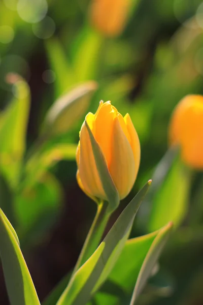 Bonita tulipa amarela primavera — Fotografia de Stock