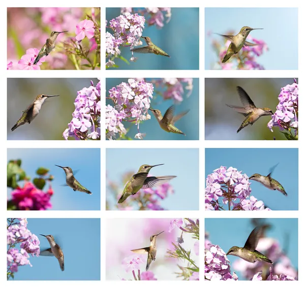 Kolibříci koláž. — Stock fotografie