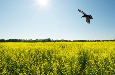 Raven over canola field in the sun, wide angle. clipart