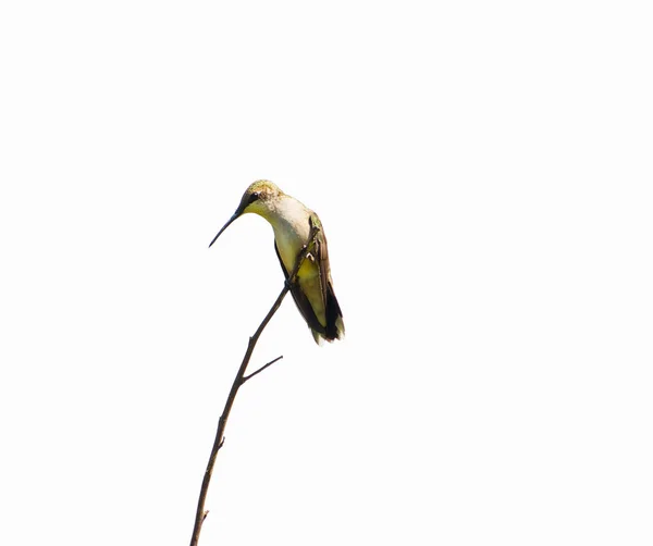 Самка рубиново-горловая колибри, изолированная . — стоковое фото