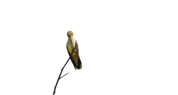 Koliber kobiece ruby gardła, na białym tle. — Zdjęcie stockowe