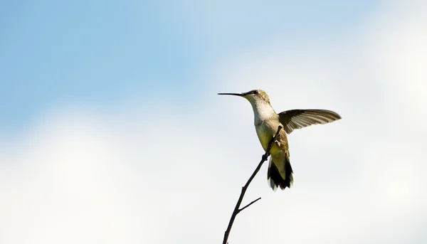 Kvinnliga ruby halsen hummingbird, uppflugen. — Stockfoto