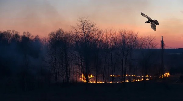 stock image Grass fire with raven at sunset.