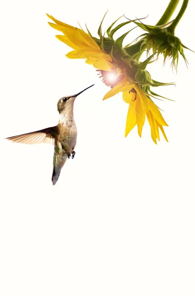 Humming bird at sunflower with glowing center. — Stock Photo, Image
