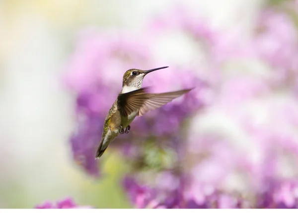 Kvinnliga ruby throated hummingbird i rörelse. — Stockfoto