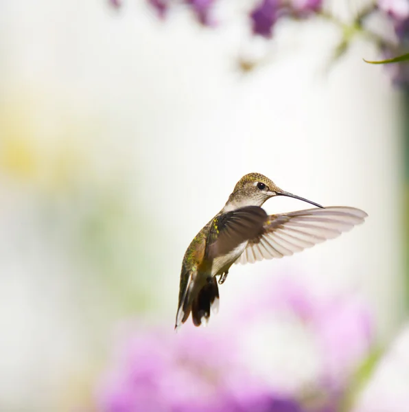 Vrouwelijke ruby throated hummingbird in beweging. — Stockfoto