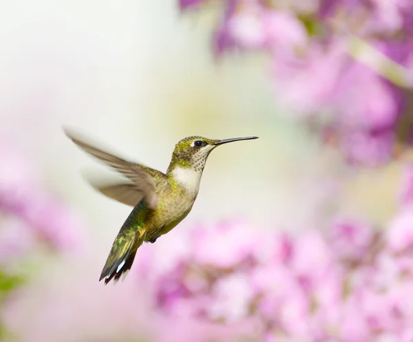 Kobieta ruby throated hummingbird w ruchu. — Zdjęcie stockowe