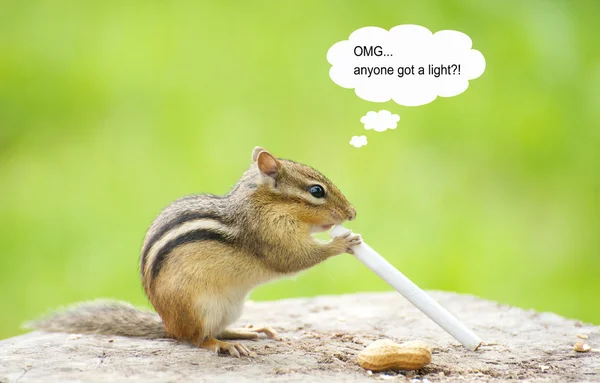 Smoking chipmunk. — Stock Photo, Image