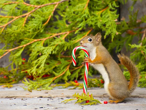 Christmas squirrel. — Stock Photo, Image