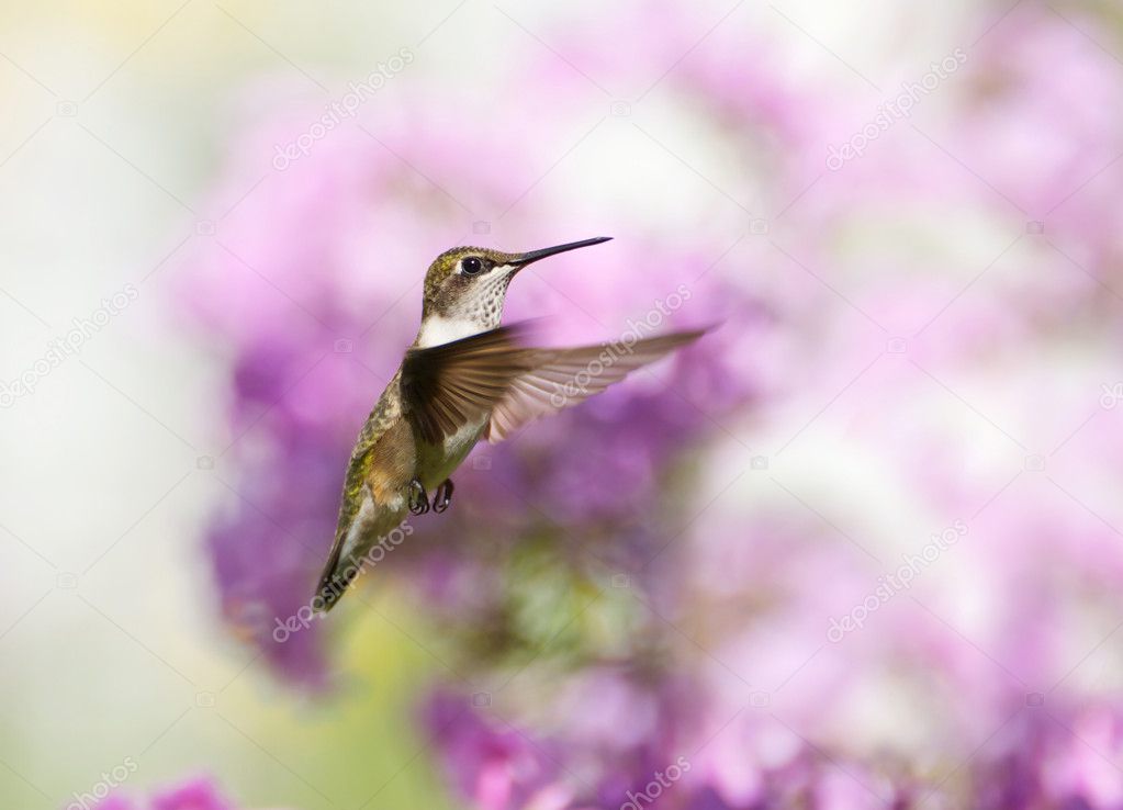 Hummingbird in motion.