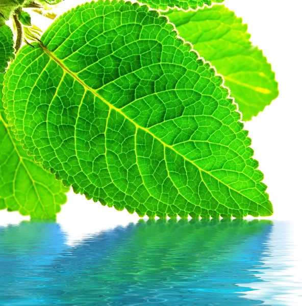 Green leaves over water — Stock Photo, Image
