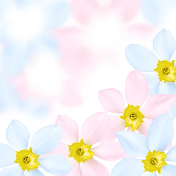Fundo de flores coloridas — Fotografia de Stock