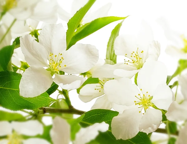 Gentle flower background — Stock Photo, Image
