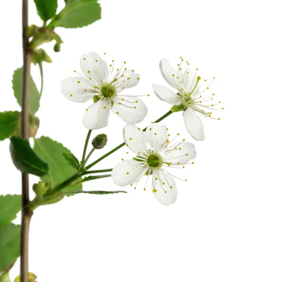 Gyümölcsfa virág Stock Kép