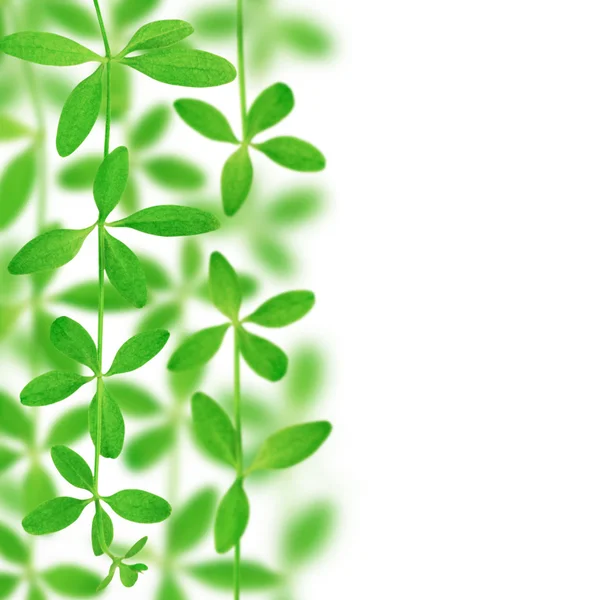 Green leavs background — Stock Photo, Image