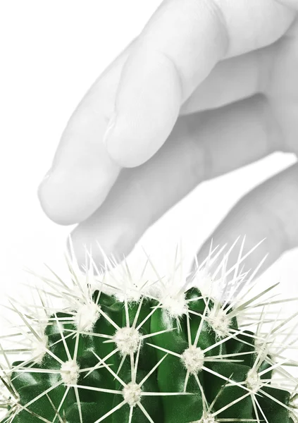 The hand touches a cactus — Stock Photo, Image
