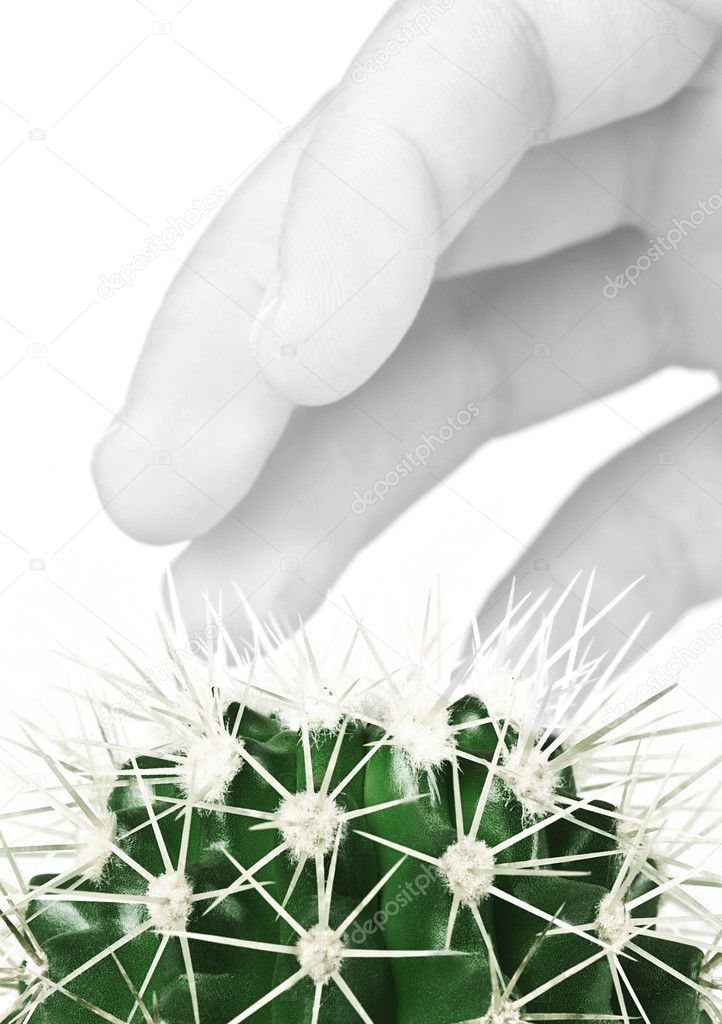 The hand touches a cactus