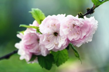 Sakura çiçekler