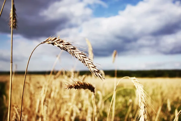 stock image Wheat field