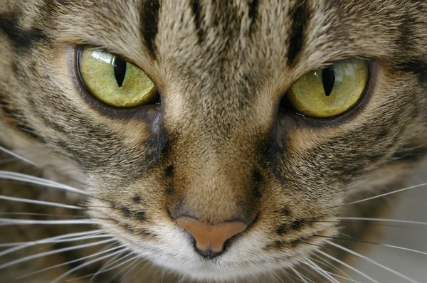 stock image Portrait of a gray cat