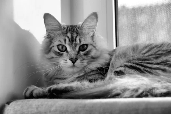 Grey fluffy kitten — Stock Photo, Image