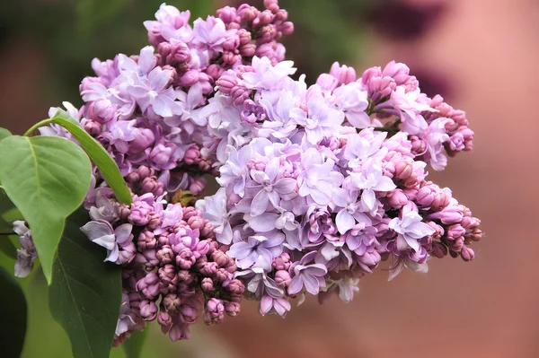 Flowers lilac Royalty Free Stock Images