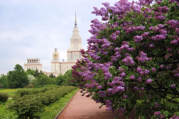 A Moszkvai Állami Egyetem botanikus kert virágzó orgonát Jogdíjmentes Stock Fotók
