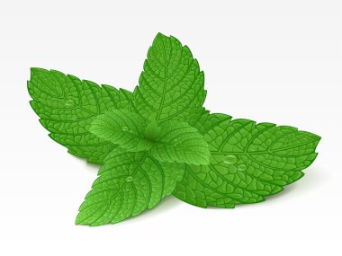 Mint leaf clipart