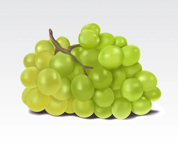 Yeşil üzüm — Stok Vektör