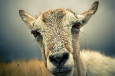 Goat portrait clipart