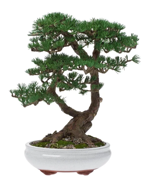 Bonsai Ağacı