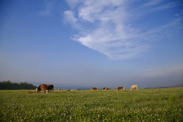 Vacas en Medow — Foto de Stock