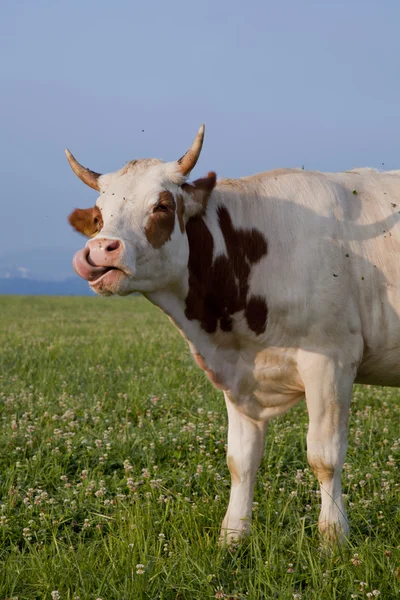 Vaca tonta — Foto de Stock