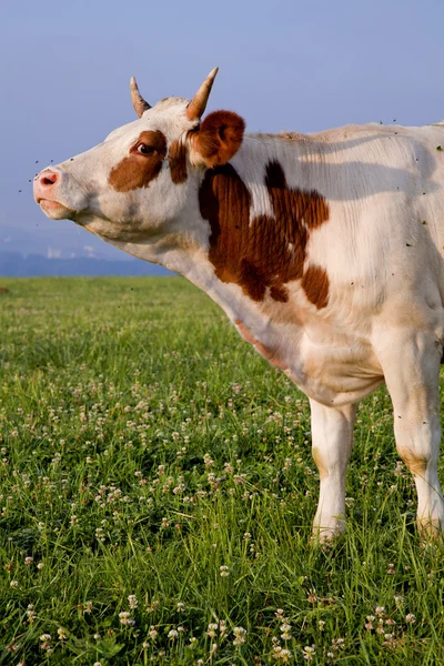 Vaca grave — Fotografia de Stock