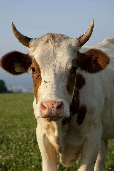 Cow closeup — Stock Photo, Image