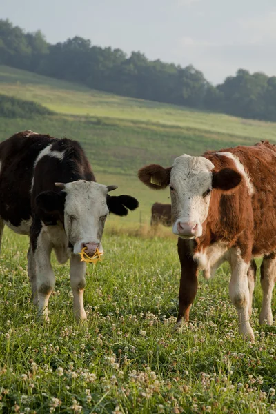 Coppia di mucche — Foto Stock
