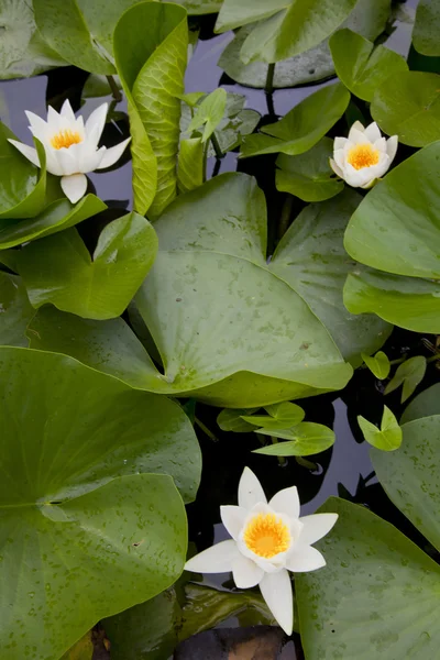 stock image Water lillys in a triangle