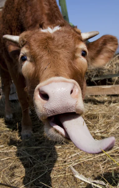 Vaca tonta — Foto de Stock