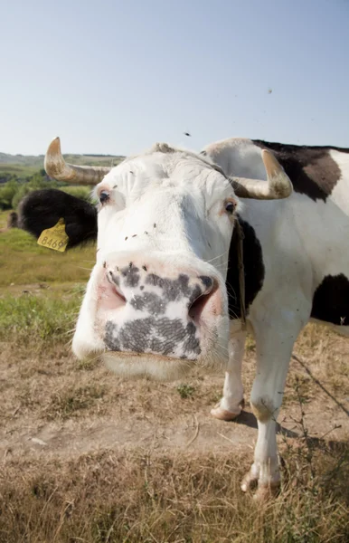 Vaca de perto — Fotografia de Stock