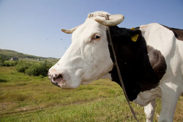 Cow close up — Stock Photo, Image