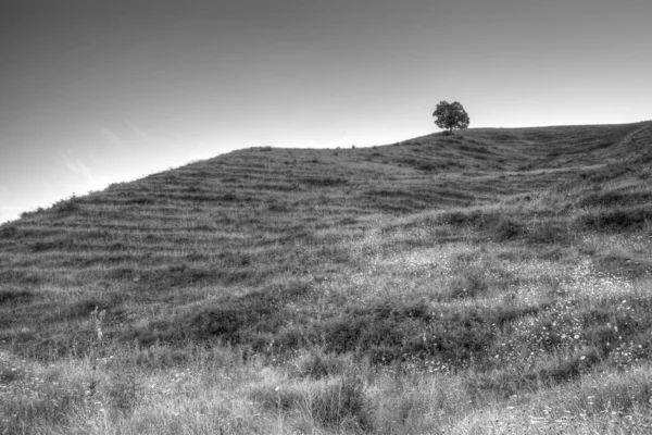 stock image Lone tree