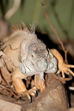 Iguana