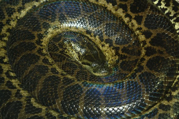 Rolled-up snake — Stock Photo, Image