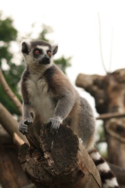 Ring-Tailed Maki