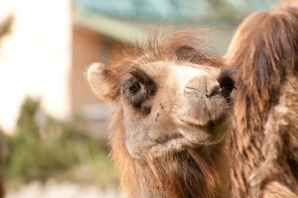 stock image Head of a camel