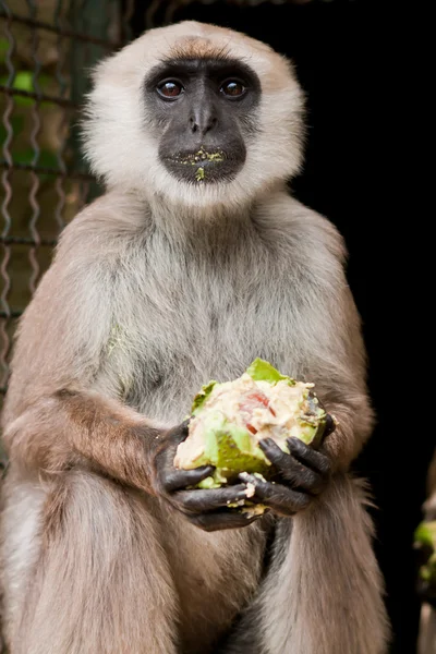 Stock image White-headed lemur