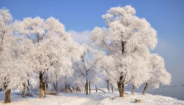 Inverno do norte — Fotografia de Stock
