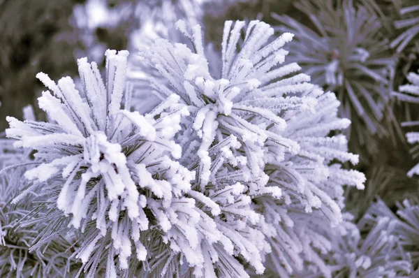 美丽的霜 — 图库照片