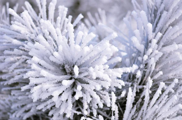 Vackra rimfrost — Stockfoto